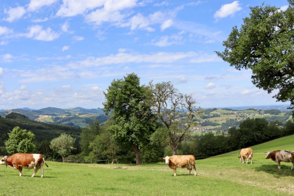 Auf den Spuren der Birnenbäume im Mostviertel (Teil 2 Heimatliche Wiederentdeckung)