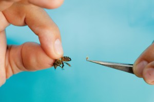 Apitherapie, wie Bienen uns Menschen noch nützlich sein können