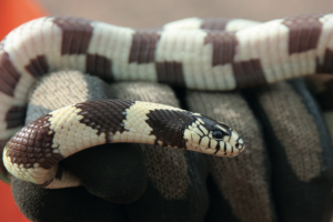 Schlangen? Bioinvasoren gefährden heimische Tierarten