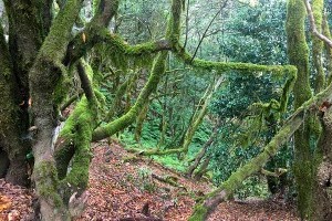 La Gomera Teil 2 - Wanderparadies für Entdecker