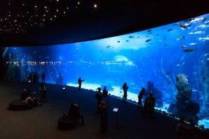 Poema del Mar - Besuch des Riesenaquariums