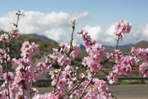 Mandel in Blüte - zauberhafte Routen