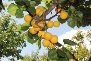 Besuch einer Aprikosenfinca