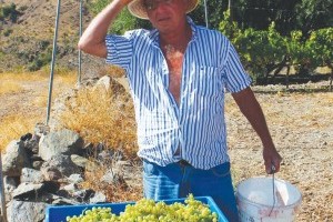 Bei der ersten Weinlese in San Bartolomé de Tirajana