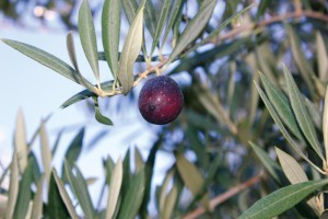 Olivenöl - vom Mythos zum Kult, Spaniens 