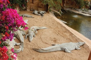 Krokodile und andere Exoten im Naturpark von Agüimes