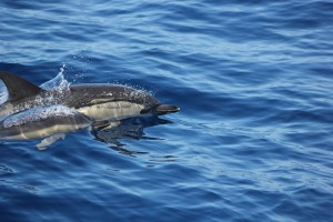 The Spirit of the Sea - Delfintour zwischen Fun und Wissenschaft