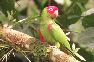 20 Papageien gerettet und fliegen wieder in ihrer Heimat Ecuador