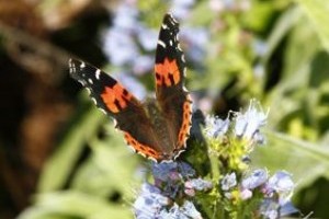 Rätsel der Natur - Die Monarchfalter