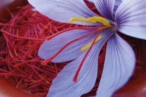 Safran: Die Blume des Orients