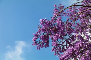 Jacaranda, violetter Zauber in Blüte