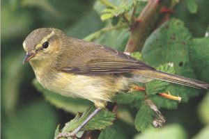 Makaronesien - Ornithologie, Vogelbeobachtung als Tourismusnische?