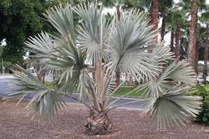 Rechtstipp Nr. 55: Gärtner und die Kanarischen Palmen